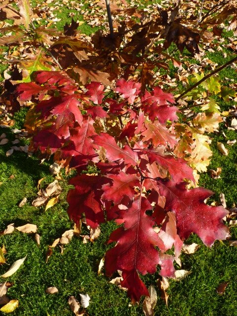 Quercus rubra automne (2)